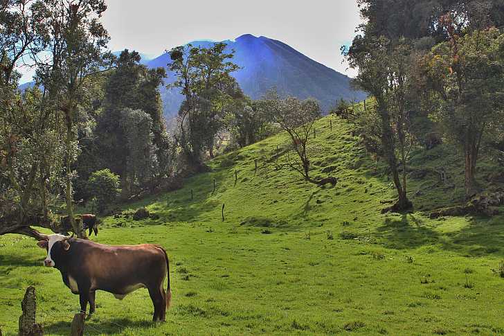 Volcano Pasture